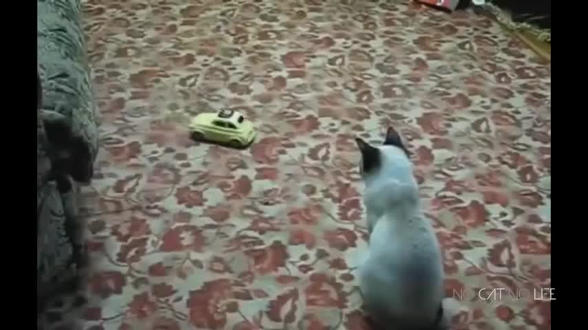 Funny scared Cats