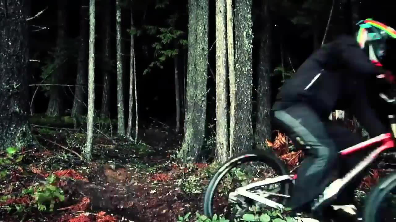 Amazing Freeride Forest