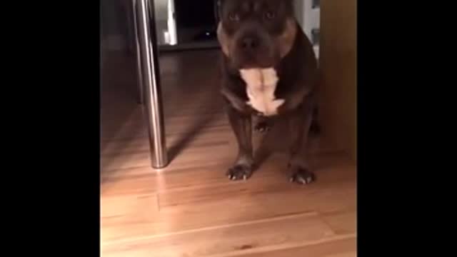 Funny pitbull talking video