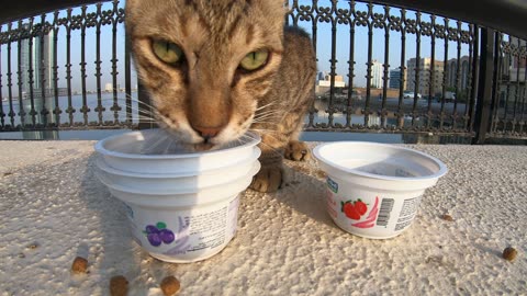 MICHAEL JACKSON - Homeless cat in Ras Al Khaimah, UAE #cat #cats #MichaelJackson #emirates #ae #UAE