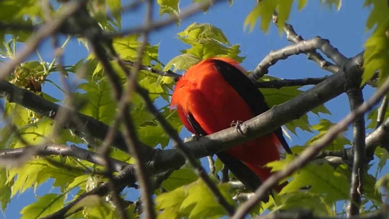 Scarlet Tanager Male Perched in Treetops