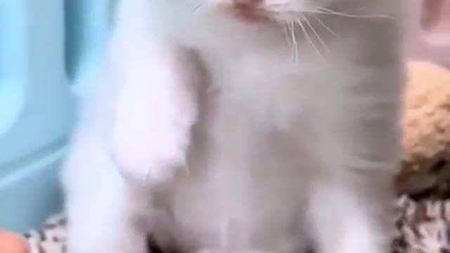 cute cats playing