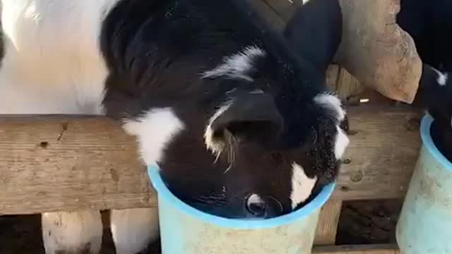 A Cow Drinking Milk With Her Special Way