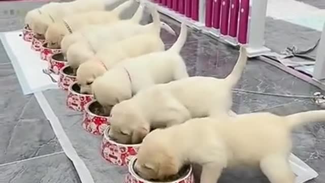 puppies eat cute