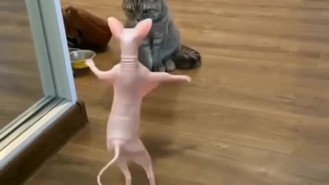 Sphynx Cat dancing very funny