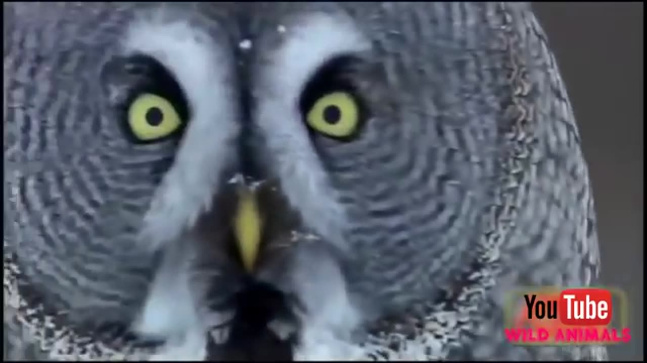 Eagle video