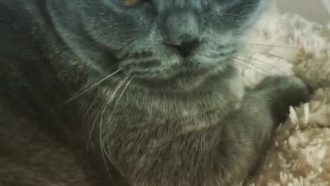 kind cat