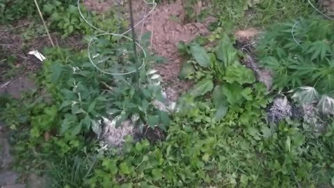 Outdoor Cannabis Garden Tour 2020 - June 12 Summer Update - Adding Rock Dust & Organic Amendments