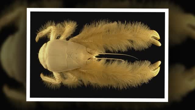 These are the Wierdest animals that are Super Rare and some are even CUTE can actually own!!!