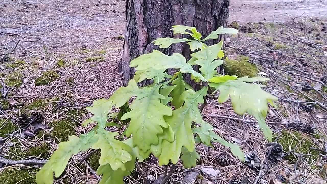 Birch leaves