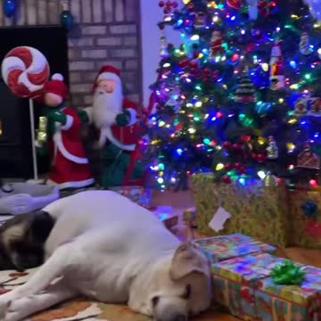 Moms wrapping and I’m snuggling my sister she’s always so fluffy and warm! #Shorts