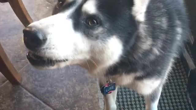 Luke the talking husky says "I love you"