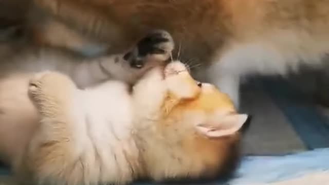 Cute cat lov with mom