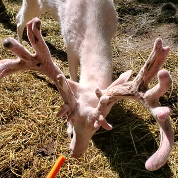 Beautiful albino whitetail deer loves to snack on carrots