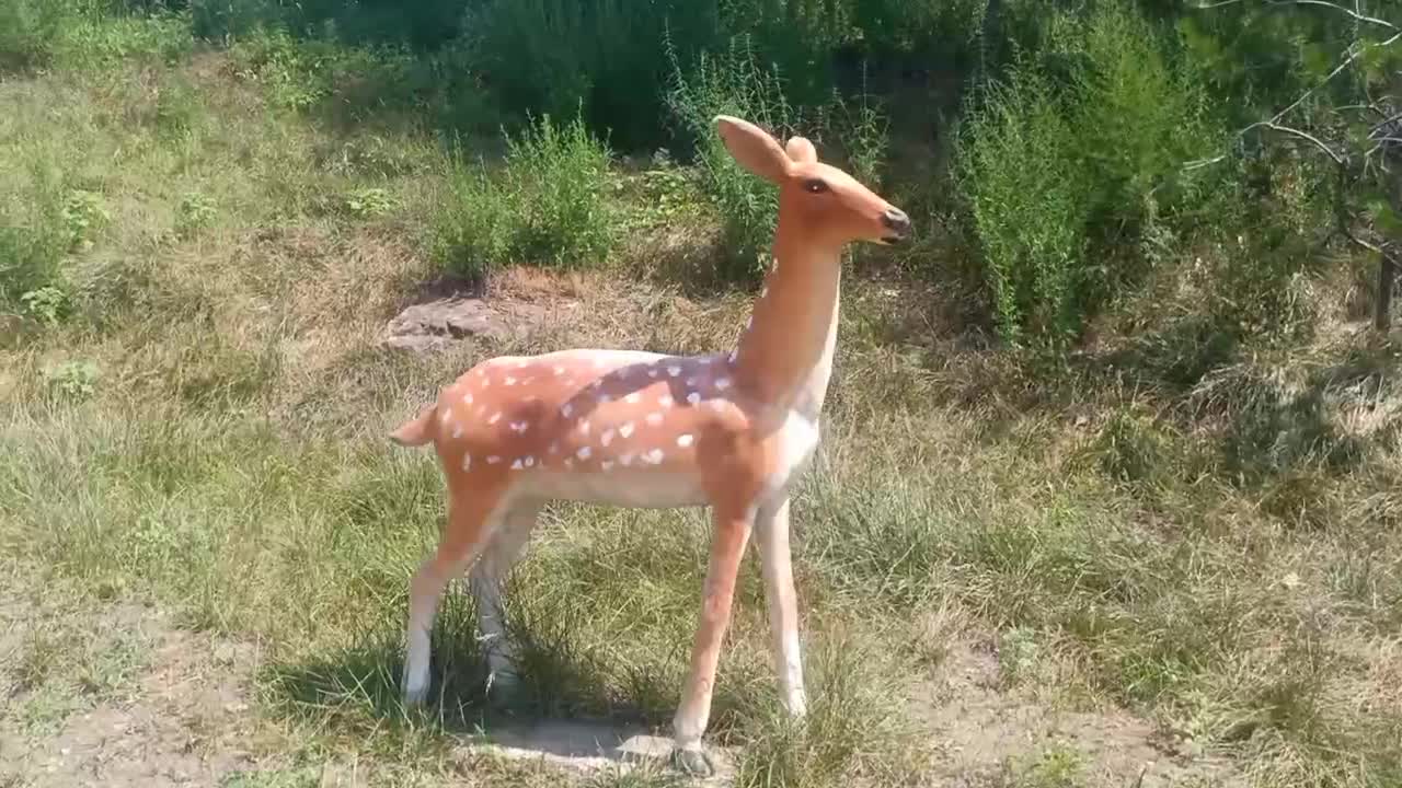 cute deer