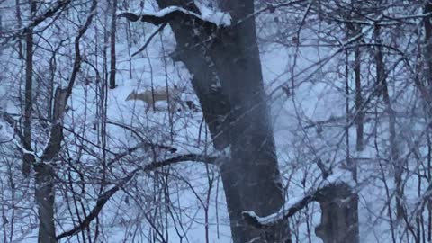 White Deer Snowy Day