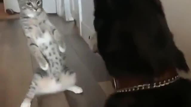 Cat try to touch this dog but what happend watch video.
