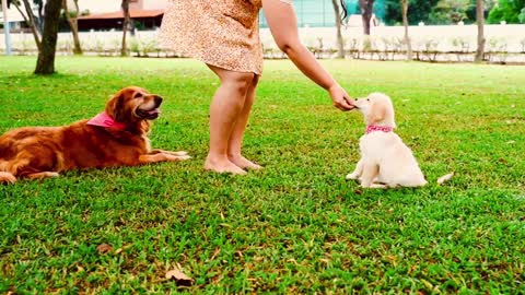 Feeding the dogs in garden