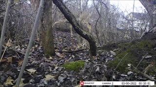 Backyard Trail Cam - How a Rabbit Sees Deer