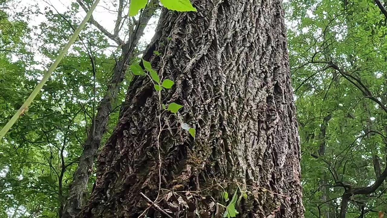 Close up of spur cutting a walnut. I often refer to this a bootjacking. What do you call it?