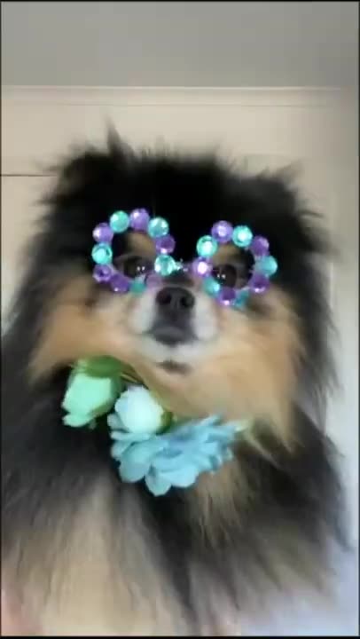 Funny animal videos #shorts #short #trending #funnyvideos #funnyanimalvideos #tiktok