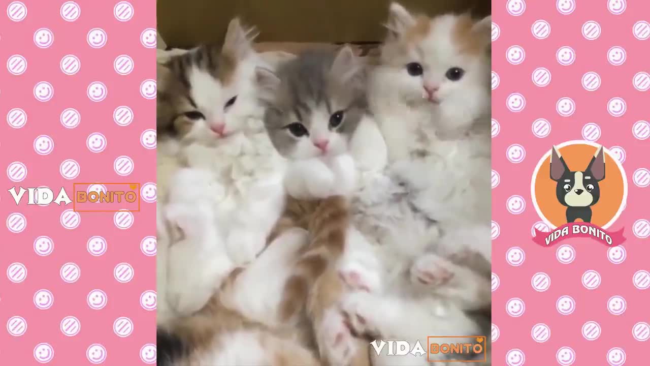 Os gatos mais adoráveis ​​do mundo EP1 vida bonito