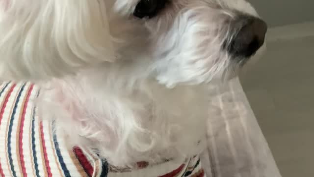 My friend's dog Very cute baby2