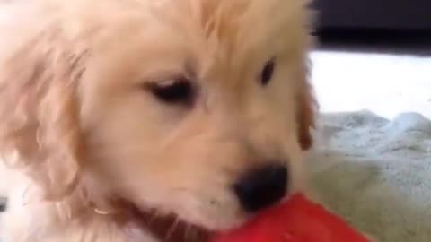 the dog eats a watermelon