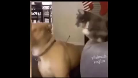 FUNNIEST pet video compilation 2024 -TRY NOT TO LAUGH