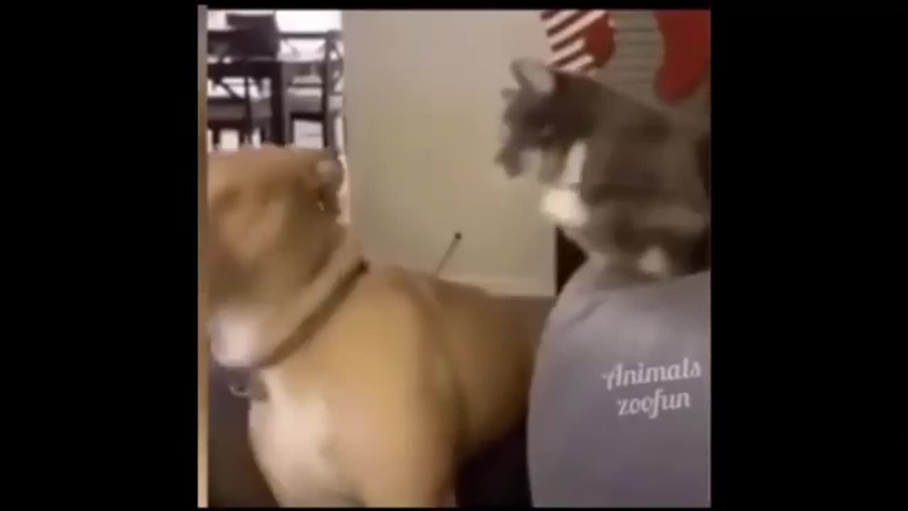 FUNNIEST pet video compilation 2024 -TRY NOT TO LAUGH