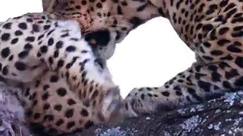 Massive leopard eats a tiger