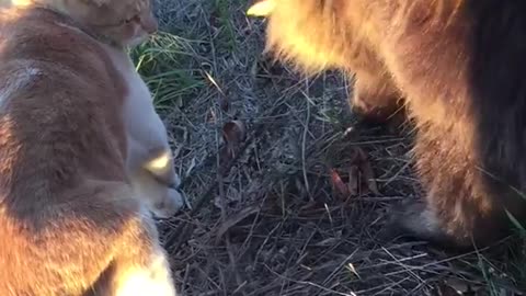 Cats playing with one another in lawn