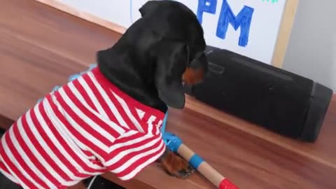 Bed Rest! Cute & Funny Dachshund Dog Video!