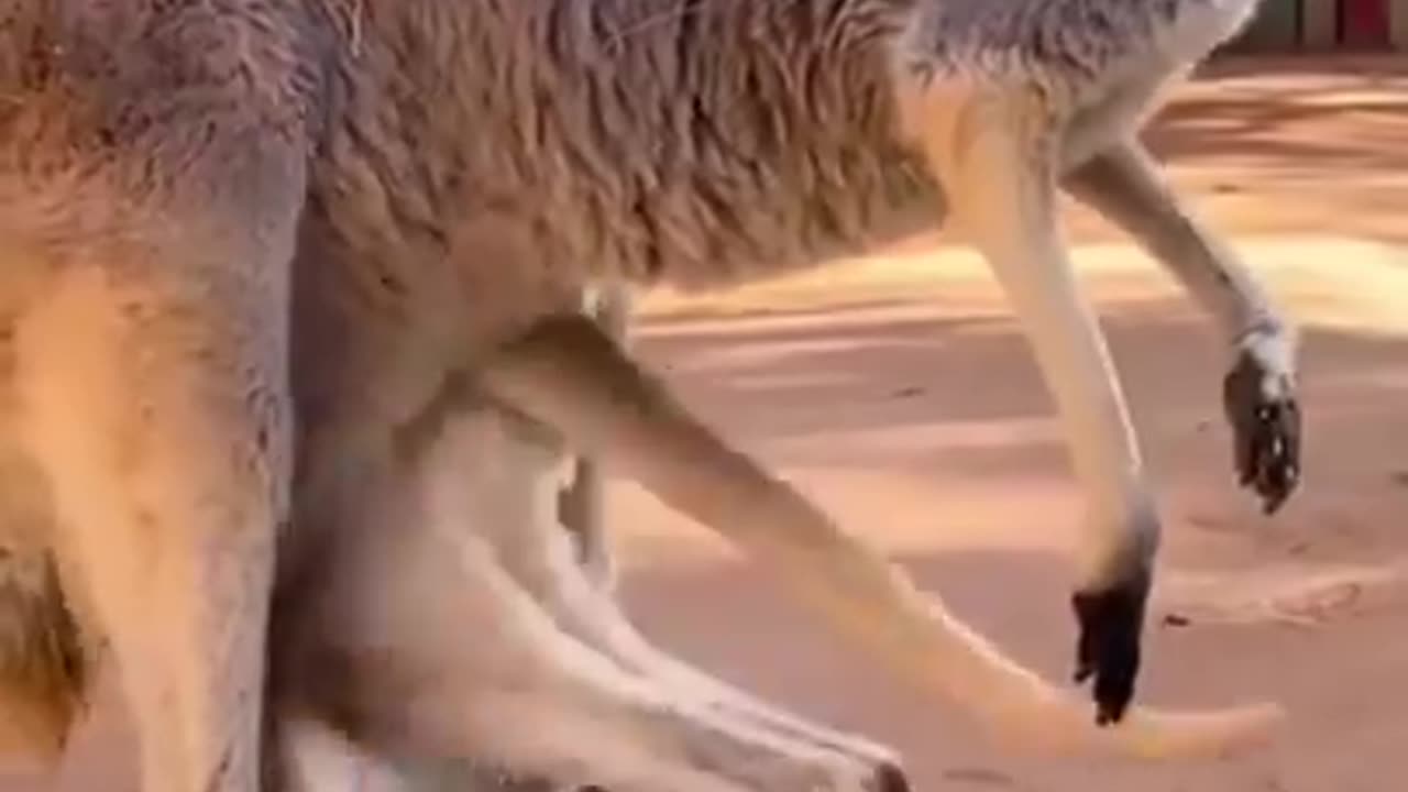 Baby kangaroo entering mother's pouch