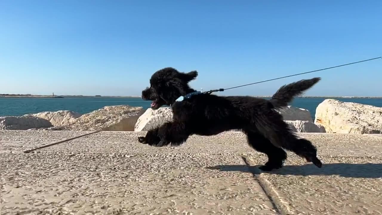 Beautiful Dog Enjoys a Leisurely Walk with Its friend!