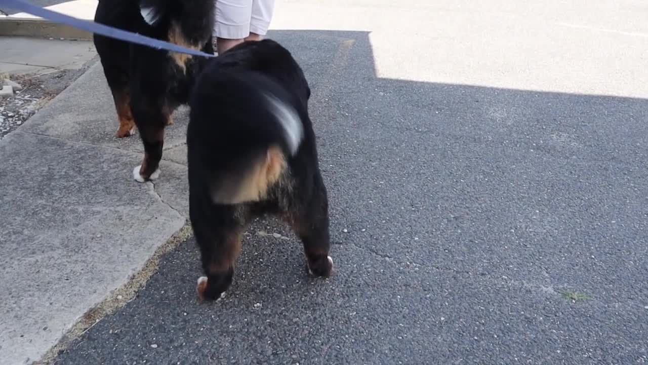 Bernese mountain dog grooming w haircut (owner request)