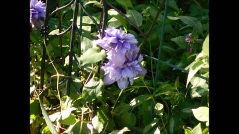 Incredibly Glamorous Diamantina Clematis