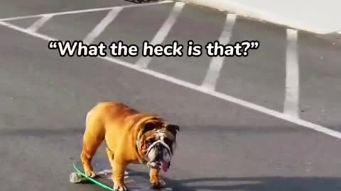 Dog on a skateboard