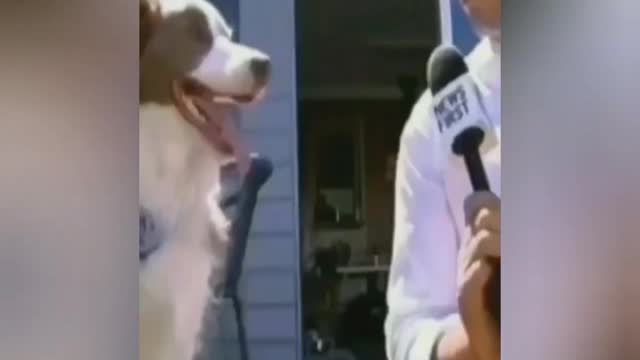 Funny Animals (Part 4)