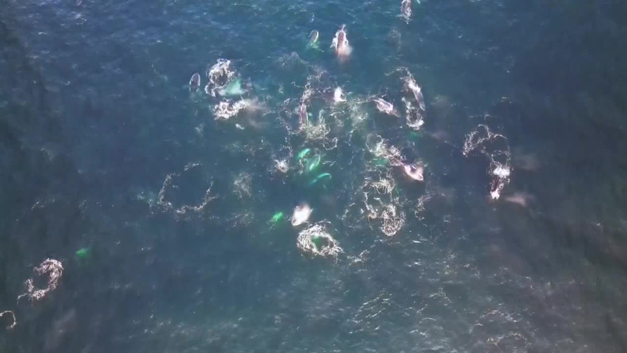 Vídeo muestra por primera vez ballenas cazando mediante burbujas en Australia