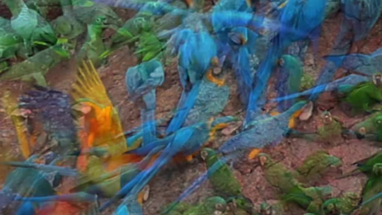 Macaw Clay Lick in Tambopata witness the majesty of nature