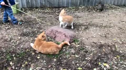 Cute ginger kittens playing with children