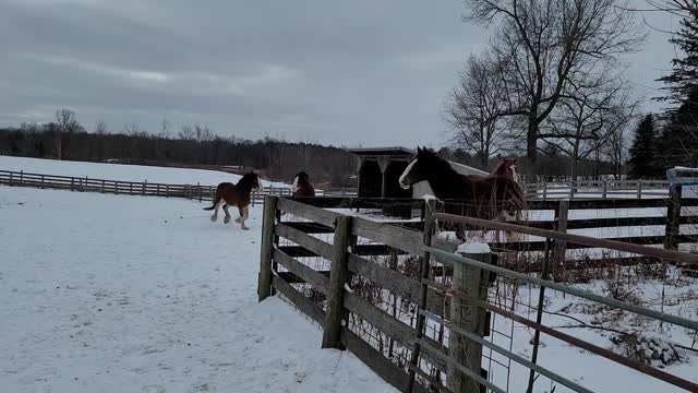 Babies horsing around