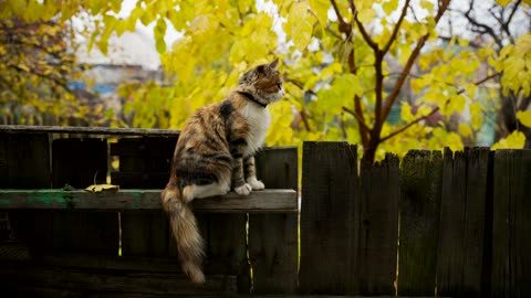 Little cat on a fence in the gaden