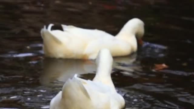 White Duck Couple