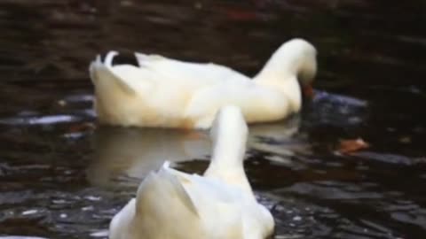 White Duck Couple