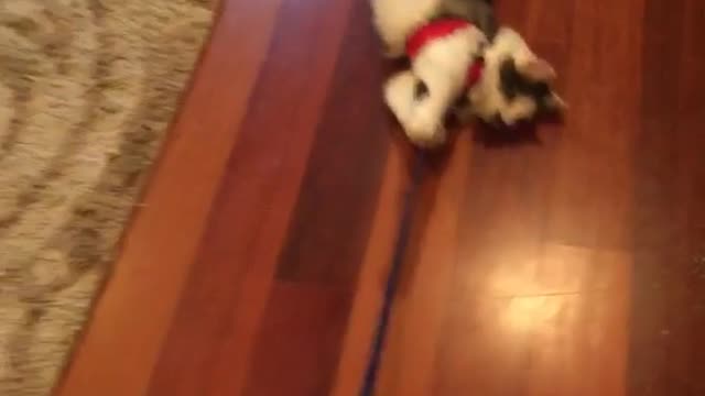 Black and white cat on leash does not want to walk dragged on floor