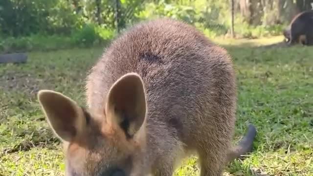 This is a swamp wallaby, the only animal that is always pregnant