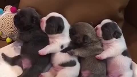 Sleepy kingdom of puppies