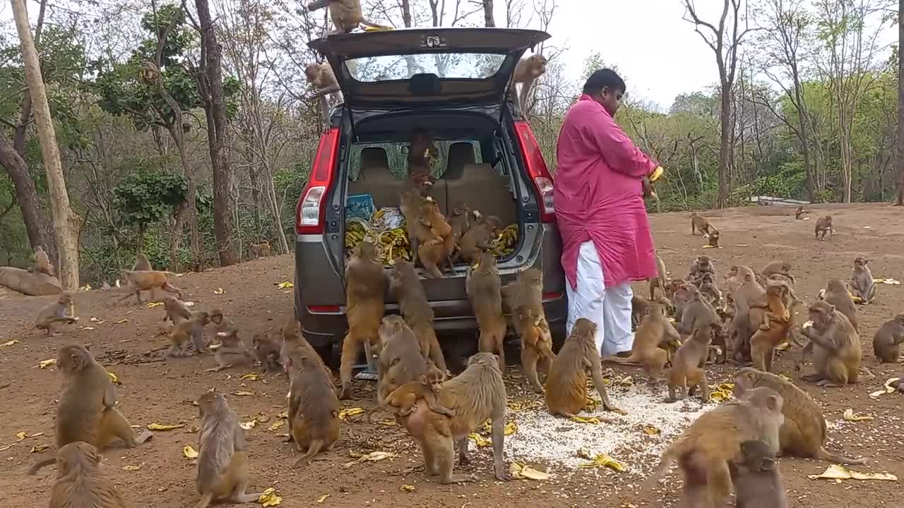 wonderful man giving a monkey a banana